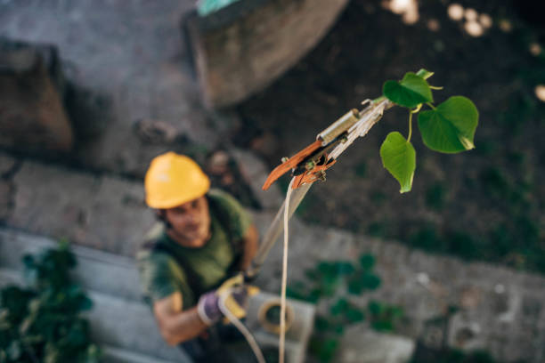 Best Tree Pruning Services  in Esparto, CA